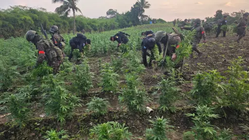 Las plantaciones fueron erradicadas en la aldea Los Laureles, municipio de Las Cruces, departamento de Petén. ,Ejército de Guatemala.