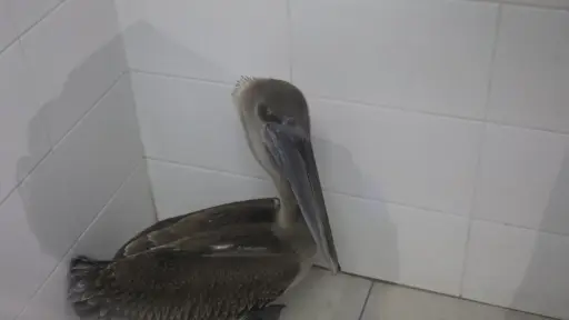 El ejemplar fue llevado a una estación de Bomberos Municipales para su tratamiento. ,Bomberos Municipales. 