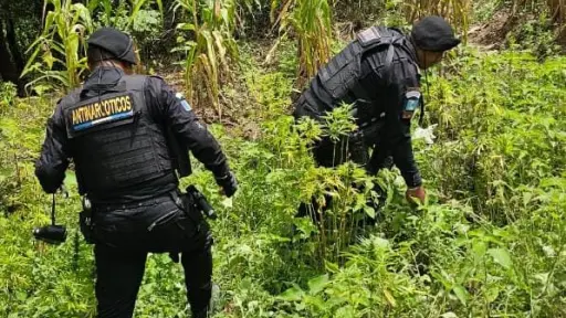 Agentes de la SGAIA de la PNC estuvieron a cargo del proceso de erradicación. ,PNC de Guatemala.