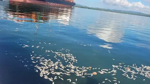 En redes sociales circularon imágenes que revelaron una alta mortalidad de peces. ,Redes sociales.