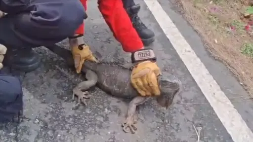 El reptil tomó por sorpresa a los residentes de la ruta al Atlántico.  ,Captura de pantalla.