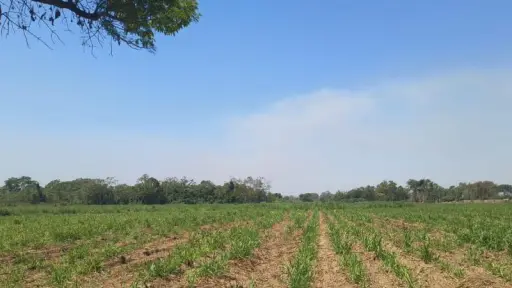 Autoridades señalan efectos en cultivos por altas temperaturas. ,Gobierno de Guatemala