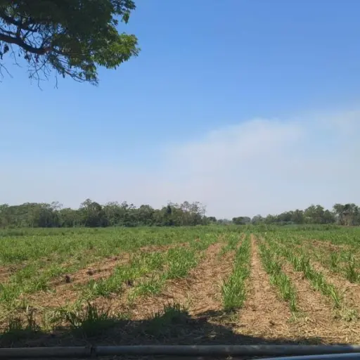 Autoridades señalan efectos en cultivos por altas temperaturas. ,Gobierno de Guatemala