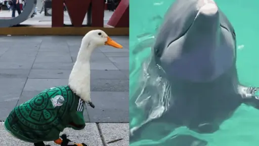 México vs Corea del Sur: las curiosas predicciones de un pato y un delfín. ,Redes sociales. 