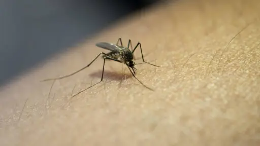 Mosquitos ,Mosquitos