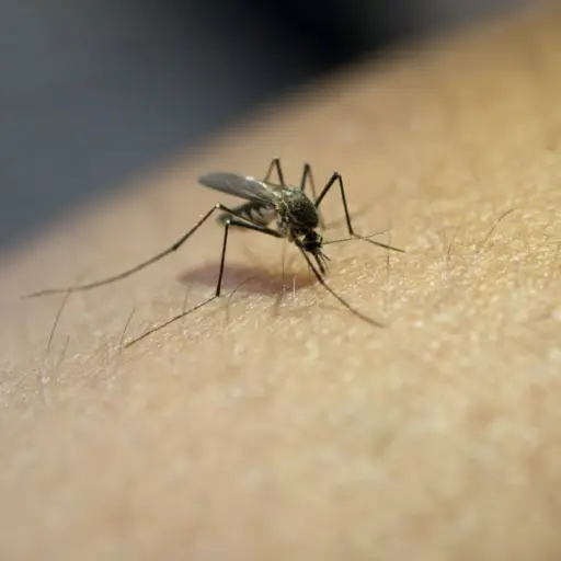 Mosquitos ,Mosquitos