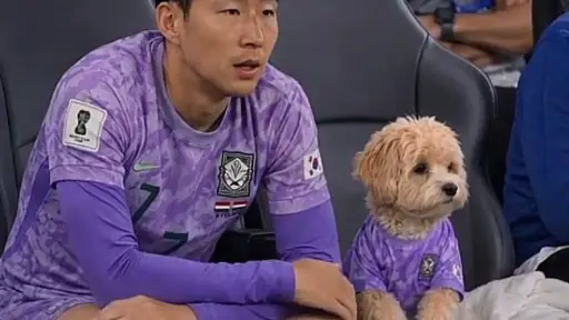 Perro Corea del Sur ,Redes sociales