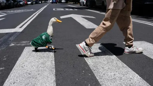 Pato Merlín ,Pato Merlín