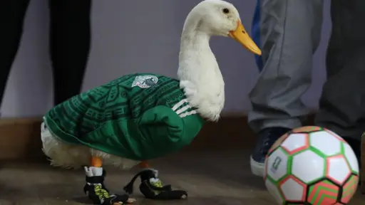 Merlín, el pato que conquistó el Mundial y cambió la vida de una familia mexicana ,EFE