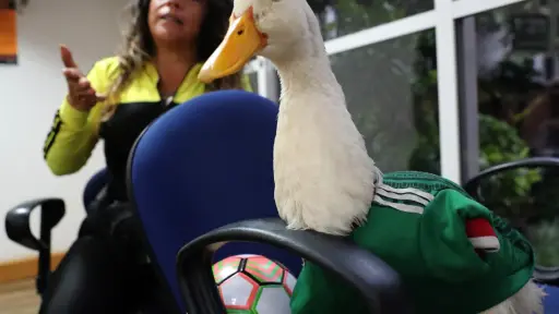 Karla Gómez habla junto a su pato Merlín durante una entrevista con EFE  ,EFE