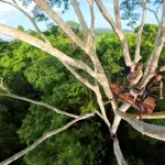 Selva Maya en Jaque ,Foto cortesía