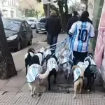 Un paseador recorre las calles de Buenos Aires con varios perros vestidos con la camiseta de la selección de Argentina se ha vuelto viral ,Redes