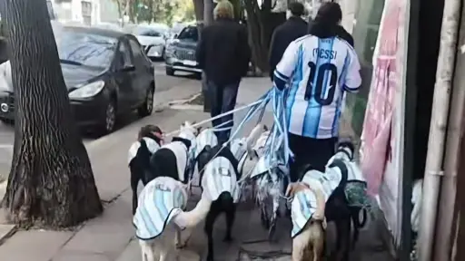 Un paseador recorre las calles de Buenos Aires con varios perros vestidos con la camiseta de la selección de Argentina se ha vuelto viral ,Redes