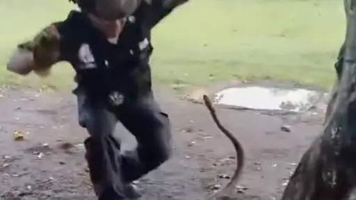 Bombero protagoniza tenso rescate de una serpiente y el video se vuelve viral. ,Redes sociales. 