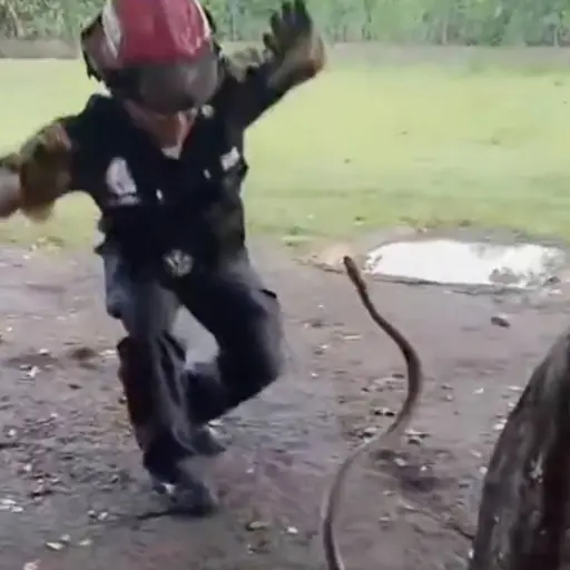 Bombero protagoniza tenso rescate de una serpiente y el video se vuelve viral. ,Redes sociales. 