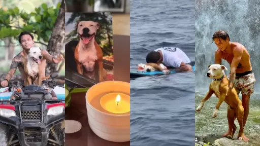 Thai, el perro que conmueve al mundo tras su muerte 