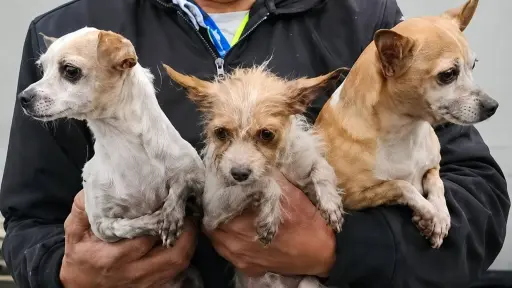 Al menos tres perritos y cuatro gallinas fueron rescatados en el incendio de Canalitos, zona 24. ,Captura de pantalla.