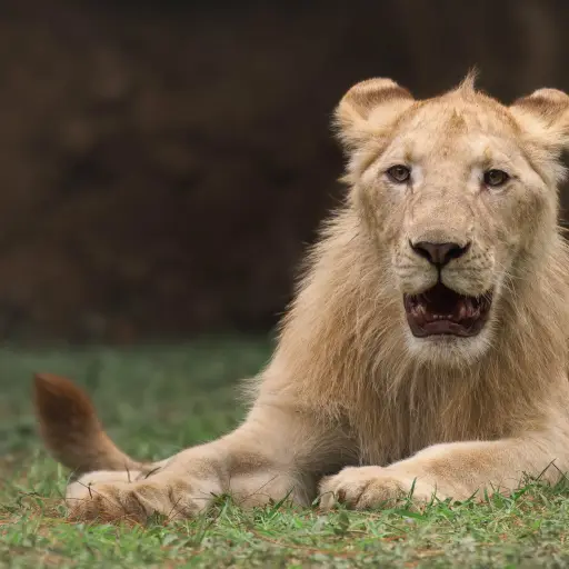 Leones en Zoológico La Aurora ,Redes sociales Zoológico La Aurora