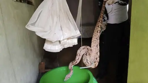 Se trata de una serpiente constrictora no venenosa. ,Bomberos Voluntarios. 