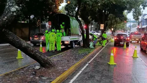 Árbol caído en zona 9. ,PMT capitalina/Montejo