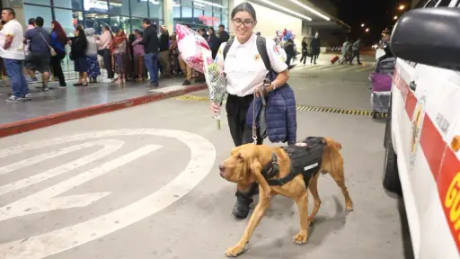 Bomberos Voluntarios recibieron a la rescatista, Katia Olivares, y al agente canino, Sam, en el Aeropuerto Internacional La Aurora. ,Bomberos Voluntarios.